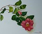 pic4s.jpg